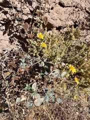 Bahiopsis reticulata