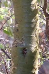 Fouquieria macdougalii