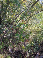 Photinia parvifolia