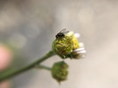 Diptera
