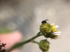 Diptera