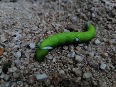 Smerinthinae