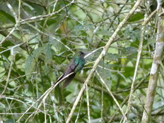 Chalybura buffonii