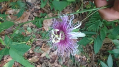 Passiflora serratifolia