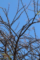 Fouquieria macdougalii