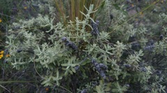 Buddleja scordioides