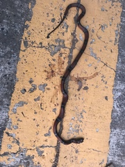 Lampropeltis polyzona