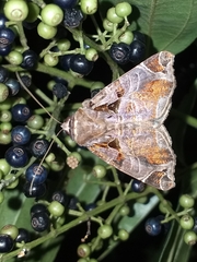 Calyptis