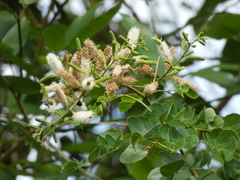 Mimosa caesalpiniifolia