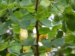 Mimosa caesalpiniifolia