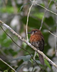 Malacoptila mystacalis