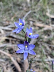 Thelymitra × truncata