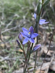 Thelymitra × truncata