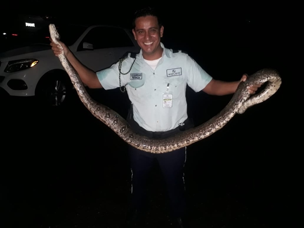 Mexican West Coast Boa Constrictor from Camino a Cerro del Vigía ...