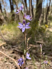 Thelymitra × truncata
