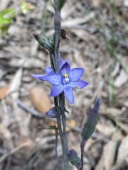Thelymitra × truncata