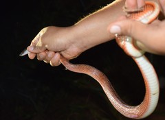 Oxyrhopus melanogenys