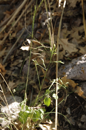 Image of Festuca ligulata by (c) Eric Knight, some rights reserved (CC BY)