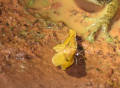 Belonoptera selenioides