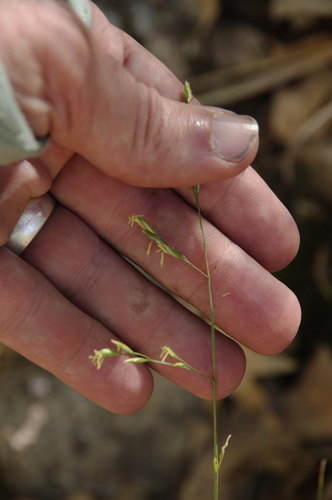 Guadalupe fescue (Festuca ligulata)