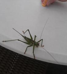 Neobarrettia spinosa