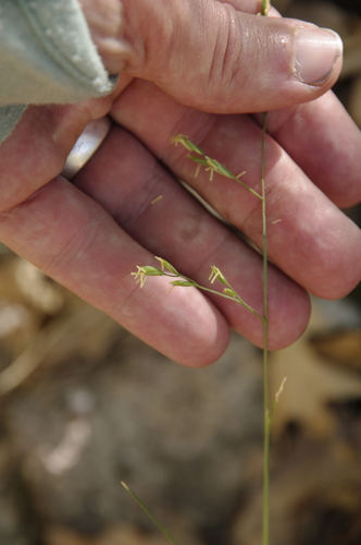 Image of Festuca ligulata by (c) Eric Knight, some rights reserved (CC BY)