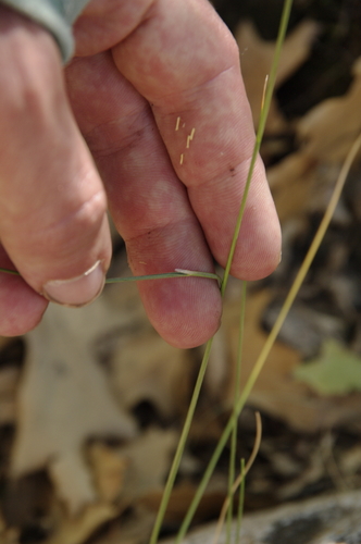Image of Festuca ligulata by (c) Eric Knight, some rights reserved (CC BY)
