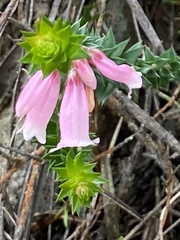 Epacris reclinata