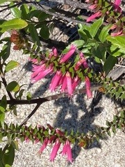 Epacris reclinata