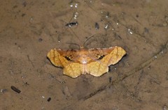 Belonoptera selenioides