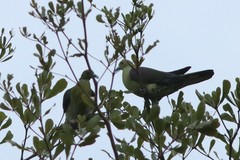 Treron formosae formosae