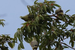 Treron formosae formosae