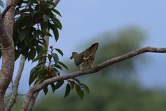 Treron formosae formosae