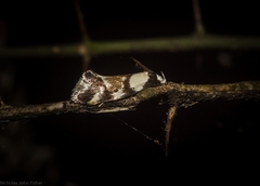 Coesyra hemiphragma