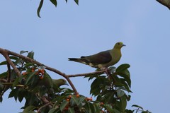 Treron formosae formosae