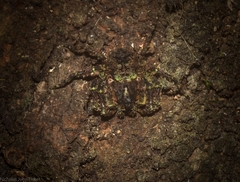 Stephanopis carcinoides