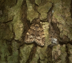 Scaphidriotis xylogramma