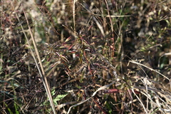 Mecardonia acuminata