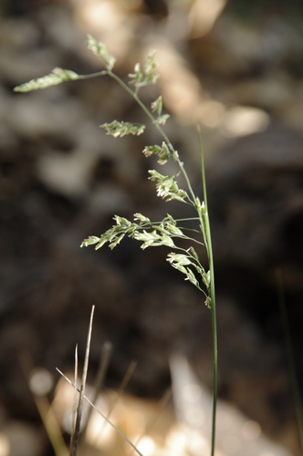 Poa strictiramea