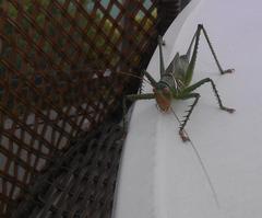 Neobarrettia spinosa