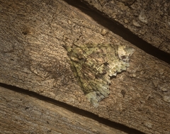 Tamba conscripta