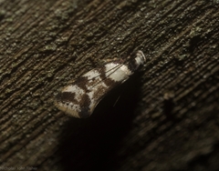 Coesyra hemiphragma