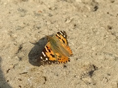 Vanessa cardui