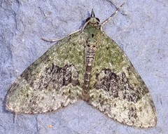 Acasis viretata