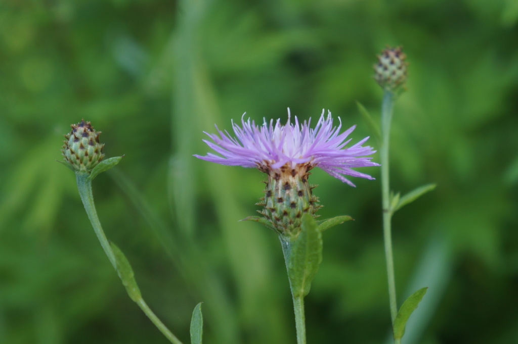 SESSILE LEAF - Cornflower