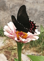 Heraclides rogeri pharnaces