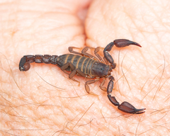 Pseudouroctonus brysoni