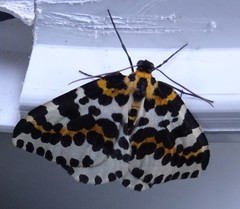 Abraxas grossulariata