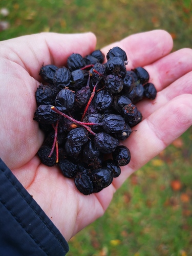 Crataegus chlorosarca iNat (1)
