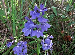 Lobelia apalachicolensis